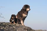DOGUE DU TIBET 417